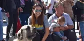 BAĞ BOZUMU FESTİVALİNDE AKSARAY MALAKLISI İLGİ ODAĞI OLDU