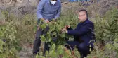 Cumhurbaşkanı Yardımcısı Oktay, memleketi Çekerek'te üzüm hasadına katıldı