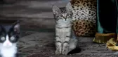 Kedi sevgisiyle bilinen 