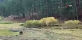 Bozayı sevdalıları tehlikeye aldırış etmedi, fotoğraf çekmeye devam etti