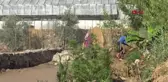 PATLAYAN SULAMA BORUSU TARIM ALANLARINA ZARAR VERDİ