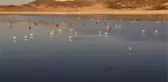 Son dakika haber... YARIŞLI GÖLÜ'NDE SONBAHARLA KUŞ POPÜLASYONU DA ARTTI