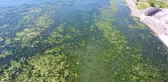 (DRONE) Bostanlı'da kıyıya yakın noktaları deniz marulu kapladı