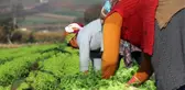 Tarlada 50 kuruşa satılan marulu vatandaş markette 8 liraya alıyor