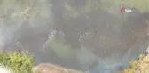 Korkutan çevre felaketi, gölün kıyısı ölü balıklarla doldu