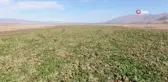 Kuraklık nedeni ile baraj gölünde sular çekildi, çiftçiler bölgeye şeker pancarı ekti