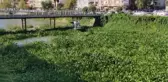 Asi Nehri'ni kaplayan su sümbüllerini temizleme çalışması sürüyor