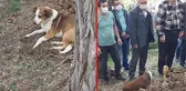 Son yolculuğuna uğurlanan kargo görevlisinin köpeği, sahibinin mezarının başından ayrılmadı