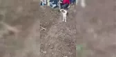 Ölen kargo görevlisi toprağa verilirken köpeği mezarın başından ayrılmadı