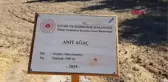 VALİ SU, 1300 YAŞINDAKİ ANIT AĞAÇ'TAN ZEYTİN TOPLADI