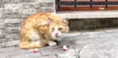 Sokak kedisi Paşa'ya fakirlik kağıdı