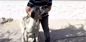 POLİS, ÇALINAN 'MALAKLI' CİNSİ KÖPEĞİ 20 SAATLİK KAMERA GÖRÜNTÜSÜ İZLEYEREK BULDU