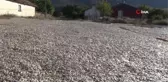 Günyüzü sokaklarında kabak çekirdeği seli