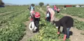 KOZAN'DA KORNİŞON ÇİFTÇİNİN YÜZÜNÜ GÜLDÜRÜYOR