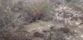 KIRKLARELİ - Bir çiftlikten Teke Deresi'ne atık bırakıldığı iddiasına inceleme