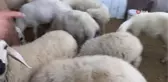 Sokak köpekleri koyunlara saldırdı