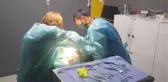 Doğumu geciken kediye sezaryen yapıldı