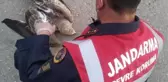 Son dakika... JANDARMANIN YARALI BULDUĞU BAYKUŞA TEDAVİ