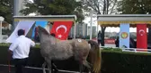 Safkan Arap yarış atı 