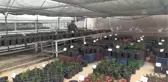 Şimşir bitkisinin genetiği koruma altına alındı