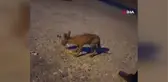 Tilkiyle gülümseten diyalog kamerada