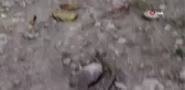 Yolda gördüğü yılanla böyle oynadı