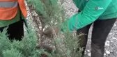 Rize'nin ata tohumları seralarda hayat buluyor