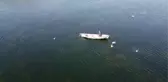 Beyşehir Gölü'nde teknelerinin peşine takılan martıların balık kapma yarışı