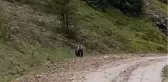 Yolda karşılaştığı ayıya böyle seslendi