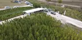 Kenevir hasadı başladı