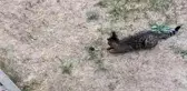 Tom ve Jerry karakteri gerçek oldu