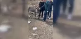 Son dakika haberi | Eşeğin ayağına takılan demliği itfaiye çıkardı