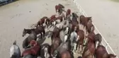 ESKİŞEHİR - Rekor fiyata tay satan Anadolu Tarım İşletmesi gelecek yıla hazırlanıyor