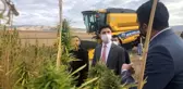 Kaymakam biçerdöverin başına geçti kenevir hasat etti