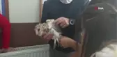 Öğrenciler Paçalı Baykuş'un hayatını kurtardı