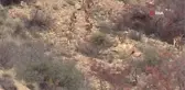 Yaban keçisi sürüsü doğal ortamında böyle görüntülendi