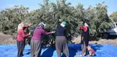 Zeytin hasadı başladı