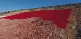 ZEMİNE İŞLENMİŞ EN BÜYÜK TÜRK BAYRAĞI BOYANIYOR