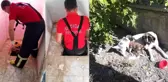 Anne köpek, yavrularının düştüğü kuyunun başından ayrılmadı