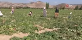 İzmir'de salatalık üreticileri dertli