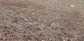 Kuşlar aç kalmasın diye 11 yıldır boş tarlaları ekiyorlar
