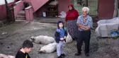 Aç kalan sokak köpekleri, koyun sürüsüne saldırdı... Yaralı koyunlar için çocuklar gözyaşı döktü
