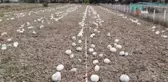 Kızılinler balkabağı 'hobi bahçesi' tehlikesi altında