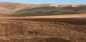 Binlerce sığırcık kuşu böyle dans etti