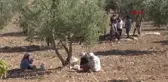 KİLİS'TE, ZEYTİNYAĞINDA 7 BİN TON REKOLTE BEKLENİYOR