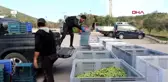 FOÇA'DA ZEYTİN HASADI VE SIKIMI BAŞLADI