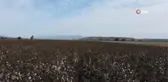 Kuraklık ve sıcaklar nedeniyle verimin düştüğü pamukta hasat zamanı