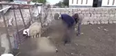 Ağıla giren kurtlar, 13 koyunu telef etti