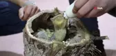 Ağaç kavuğunda bulunan 3 sincap yavrusuna çocuğu gibi bakıyor