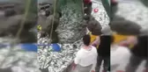 Karadeniz kıyılarında yıllar sonra çipura bereketi yaşandı